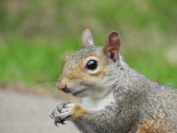 Close-up of squirrel eating