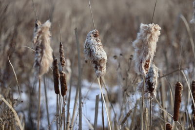 Close-up of wilted plant on field