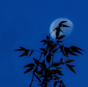 Low angle view of plants against blue sky