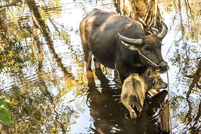 Water buffalos, patong, thailand