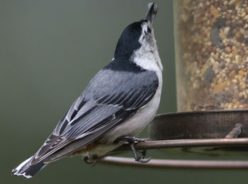 Close-up of bird perching on railing