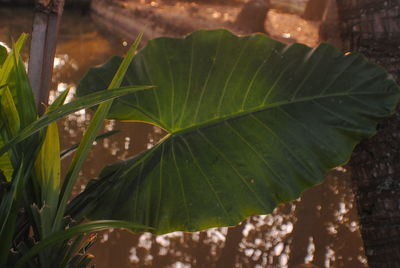 Close-up of raindrops on leaves