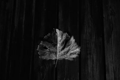 Close up of leaf