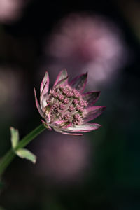 Close-up of pink flower