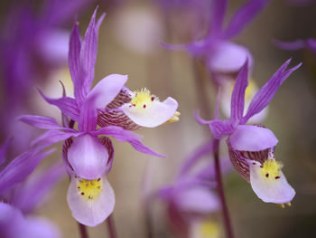 Close-up of purple crocus blooming outdoors