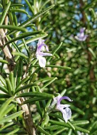 Close-up of purple flowers