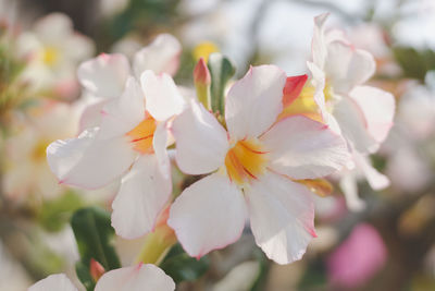 Close-up of white cherry blossoms