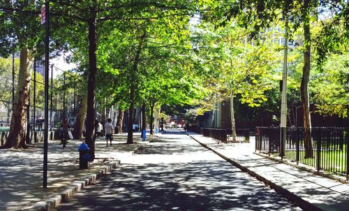 Footpath amidst trees in park