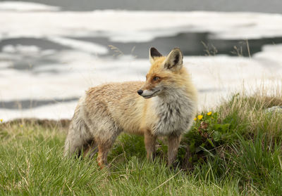 Fox standing in a field in retezat mountains 