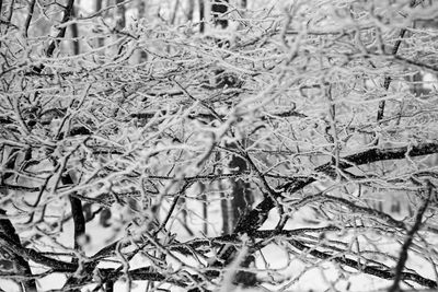 Full frame shot of plants during winter