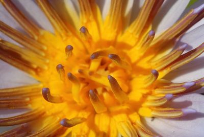 Close-up of yellow flower
