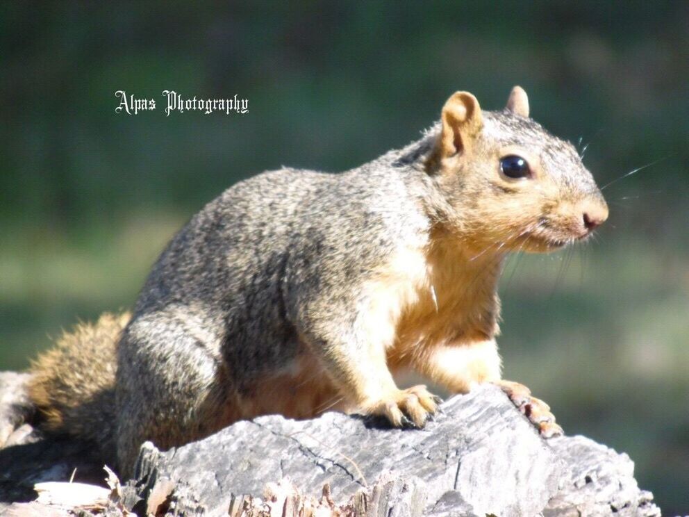 animal themes, animals in the wild, one animal, animal wildlife, nature, close-up, no people, mammal, day, outdoors