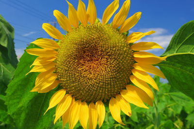 Close-up of sunflower