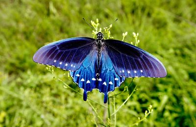 Close-up of butterfly on purple flower