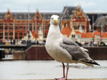Close-up of seagull perching on a city