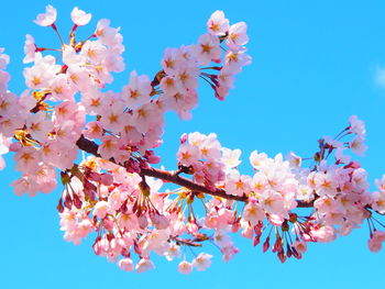 Low angle view of cherry blossoms against blue sky
