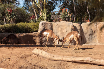 Deer fighting while standing on field