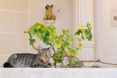 Cat relaxing by plant