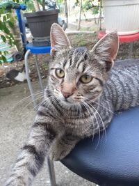 Close-up portrait of tabby cat