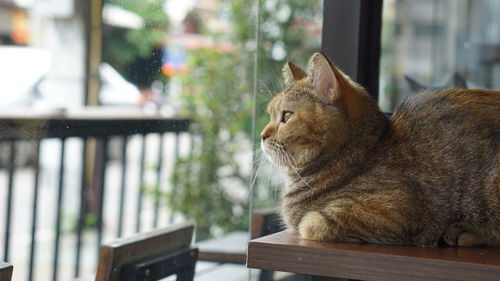 Close-up of a cat looking away