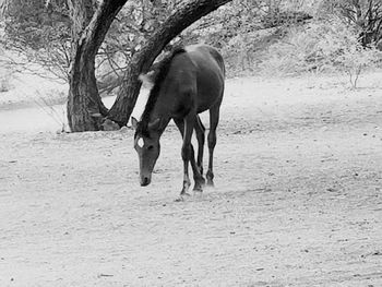 View of horse on field