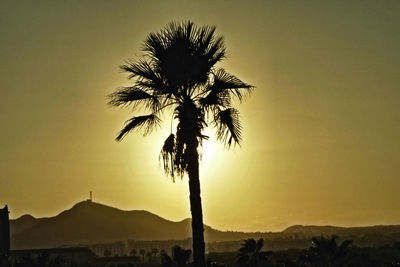 Silhouette palm tree against sunset