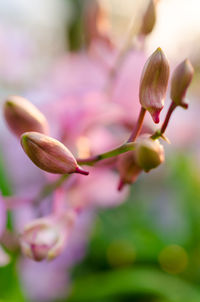 Close-up of flower against blurred background