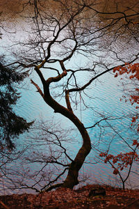 Bare tree by lake against sky