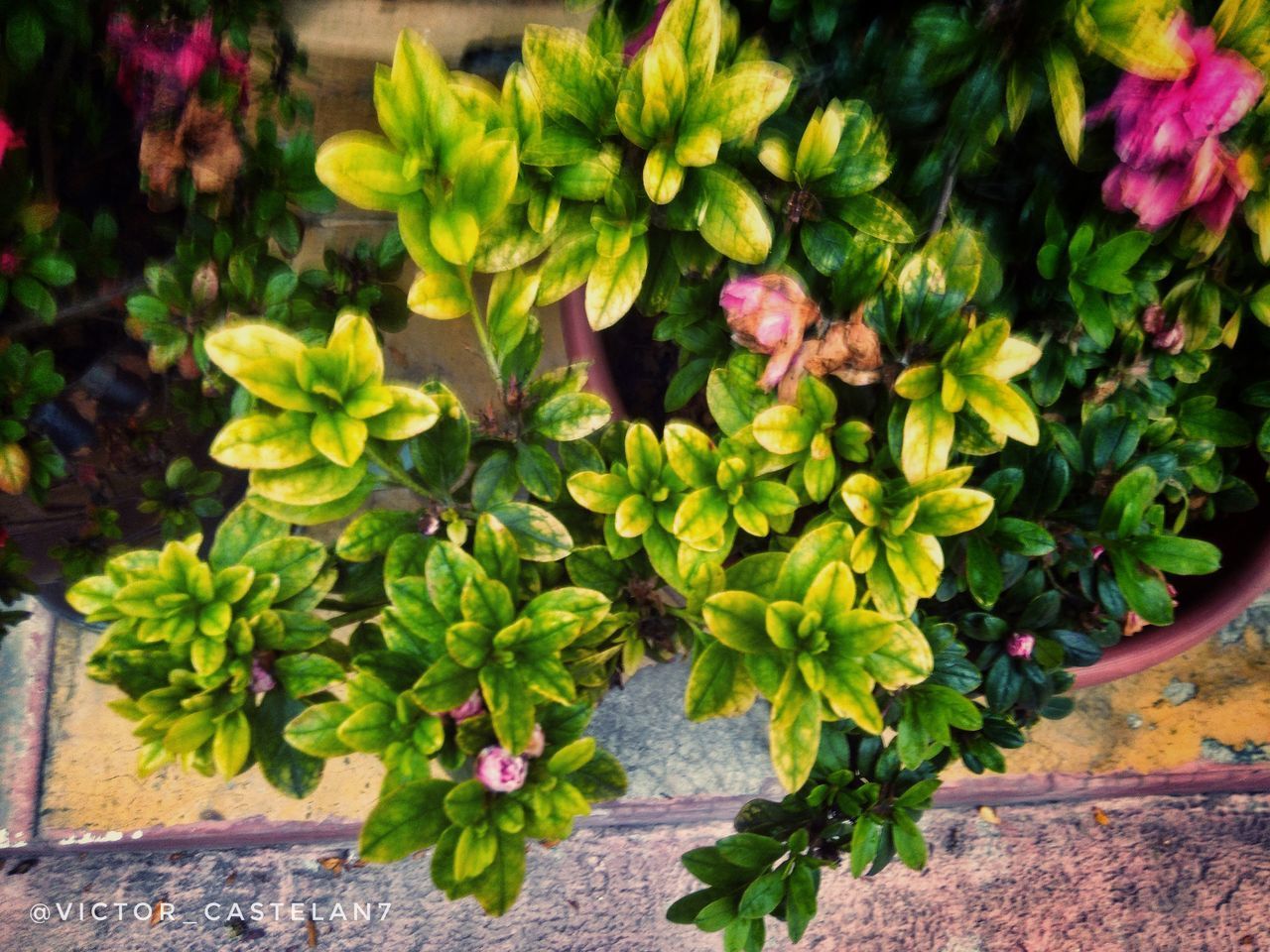 HIGH ANGLE VIEW OF POTTED PLANTS ON POT