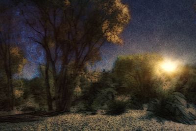 Trees against sky at night