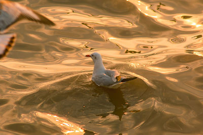 High angle view of seagull swimming in lake