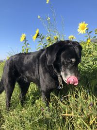 Portrait of a dog on field