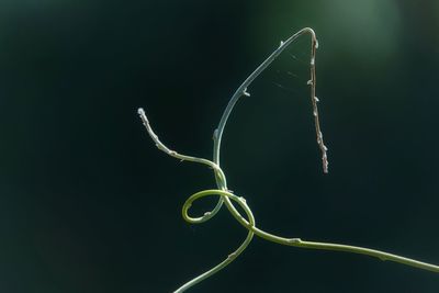 Close-up of green plant against black background