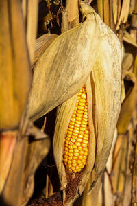 Close-up of corn growing at farm