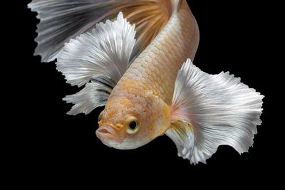 Close-up of fish against black background