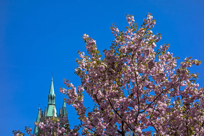 Low angle view of flowers against blue sky