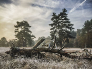 Trees on field in forest against sky