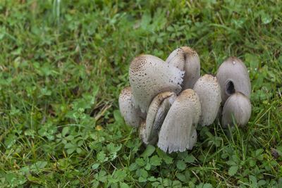 Close-up of mushrooms on field