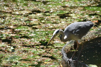 Bird perching on a rock