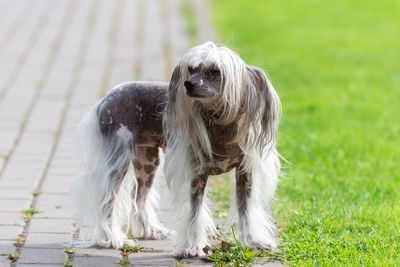 Portrait of a dog on field