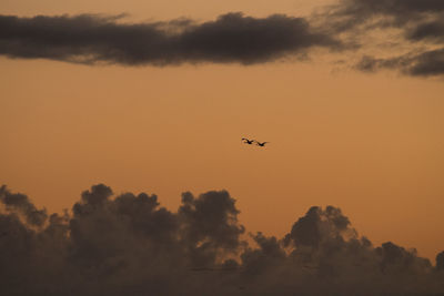 Silhouette of birds flying against sky during sunset