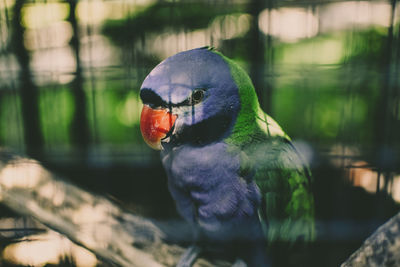 Close-up of parrot perching on a lake