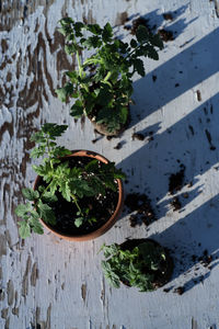 Table top view of gardening or potting bench with young tomato plants, clay pot, garden basket