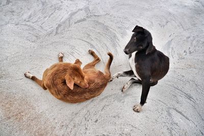 High angle view of dogs