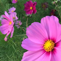 Close-up of pink flowers blooming outdoors
