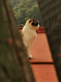 Cat looking away on tree