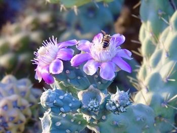 Close-up of bee on purple flowering plant