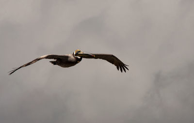 Pelican flying against sky
