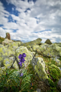 Close-up of purple flowering plant against rock
