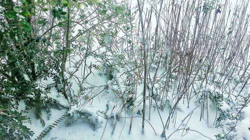 Snow covered tree during winter